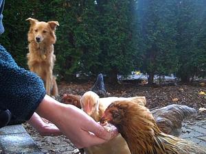 Borden - bones watching me feed the girls